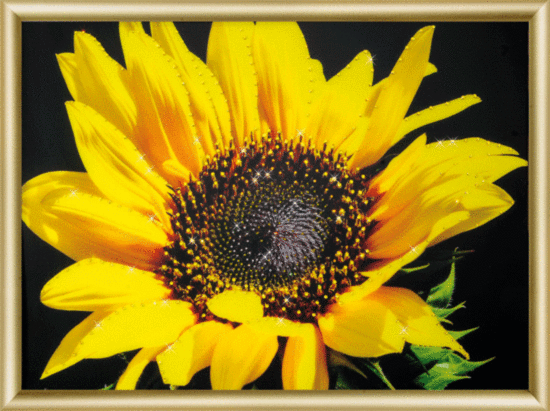 Набір картина стразами Чарівна Мить КС-161 Сонячна квітка