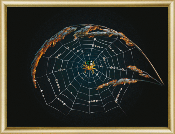 Набір картина стразами Чарівна Мить КС-002 Знак зодіаку Павук